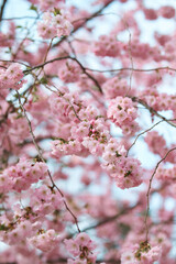 Sakura blossoms in spring
