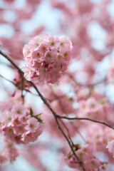 Obraz premium Sakura blossoms in spring