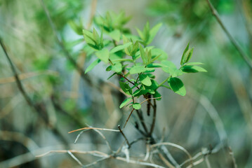 Fototapeta premium close up of green leaves