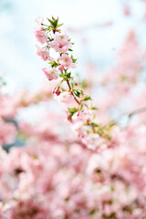 Sakura blossoms in spring