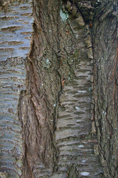 Beautiful close-up of the bark of prunus sargentii