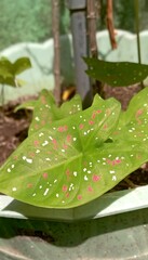 rain drops on leaves