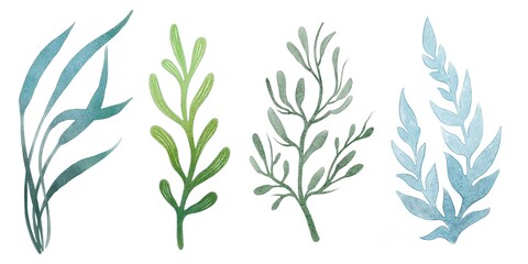 Obraz premium Seaweed and seaweed illustration for nautical design