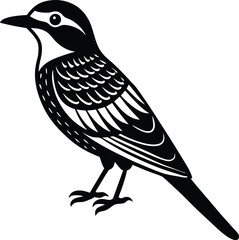 Obraz premium lilac breasted roller vector art