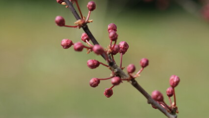 pink buds of a tree