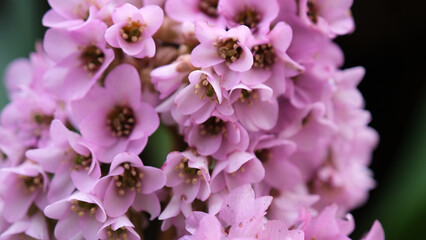 close up of a pink flower