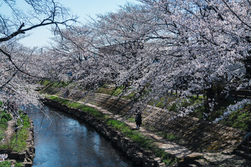 Fototapeta premium 2025年の元荒川の美しい桜