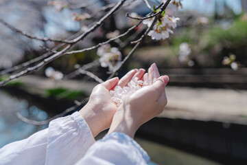 2025年の元荒川の美しい桜