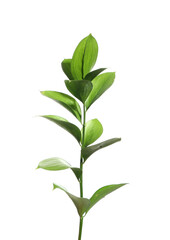 Beautiful Ruscus branch with green leaves isolated on white