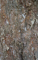 Beautiful details of the bark of davidia involucrata