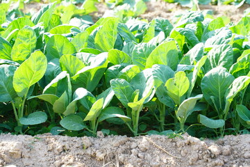 Kale planted in the soil, top view.