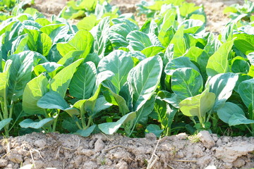 Kale planted in the soil, top view.