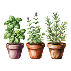 Fototapeta premium Herb Trio – Basil, Rosemary, Thyme