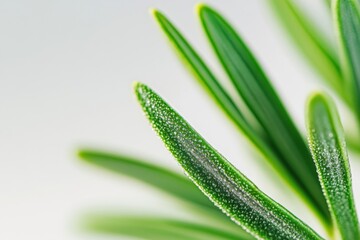 Fototapeta premium Close-up of fresh green rosemary leaves highlighting texture and vivid color under natural light