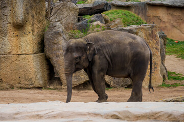 PRAGUE, CZECH REPUBLIC. 29th March 2025.  Indian elephants at Elephants valley in Prague zoo.