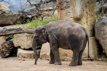 PRAGUE, CZECH REPUBLIC. 29th March 2025.  Indian elephants at Elephants valley in Prague zoo.