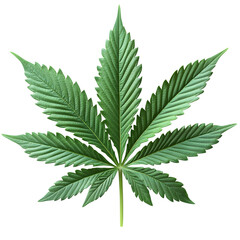 Fresh cannabis, hemp, or marijuana leaf on a transparent background --s 750
