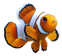 A solitary fish against a black background