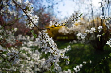 blooming cherry tree
