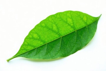 Obraz premium Green leaf isolated on white background with soft focus effect, nature, botanical