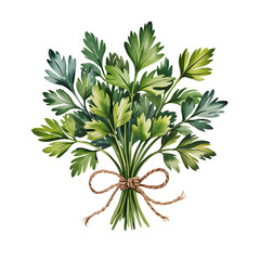 Fototapeta premium Watercolor Parsley Bunch – Fresh Culinary Herb Clipart