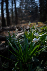 snowdrops in the forest