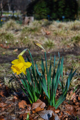 spring flowers in the snow