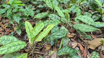green leaves in the garden