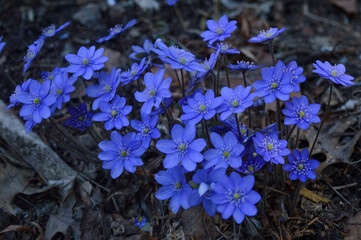 blue flowers on the ground