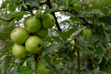 Close-up ripe apples with raindrops hanging from tree branches, among vibrant green leaves in garden. Ripe apples in an orchard after the rain.