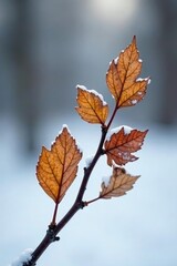 Single branch with dead leaves and twigs on white, leaf, dead, winter