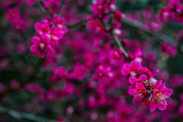 close up of pink flowers