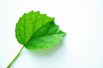 Obraz premium Single green leaf isolated on white background, plant life, foliage