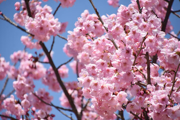 河津桜
