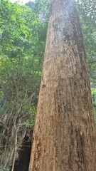 old tree trunk