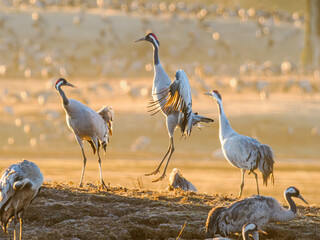Crane dance at lake Hornborgasjön 