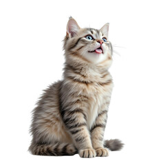 Cute fluffy cat gazing upward with curiosity.