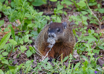A groundhog or gopher eating weeds in a country meadow.