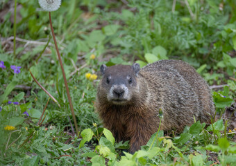 A groundhog or gopher eating weeds in a country meadow.