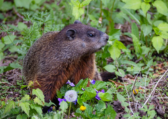 A groundhog or gopher eating weeds in a country meadow.