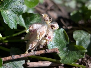 Flowers of Toothwort (Lathraea squamaria)