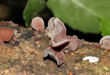 春の湿潤な林内、おいしい食用のアラゲキクラゲが群生（自然環境下マクロ撮影）