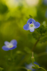 Beautiful close-up of a veronica persica flower