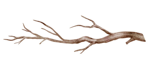 Watercolor illustration of a Dried Tree Branch. Botanical drawing of wooden twig for wedding invitation in rustic style or greeting cards on isolated background. Art of Trunk for clipart. © Alisles