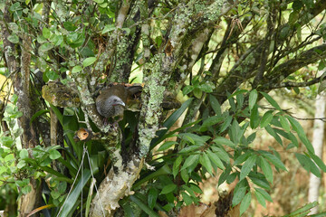 Colombian chachalaca perched in a tree in its natural habitat. Amazon guan perched on a moss-covered branch in a tropical forest.