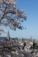 Berne, Switzerland in Spring: Cherry blossom magic