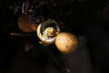 暗い朽木の祠の中に小さなクリタケ属茸の表裏セット写真（自然環境下ストロボ＋マクロ接写）