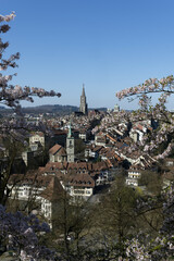 Berne, Switzerland in Spring: Cherry blossom magic, vertical