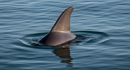Fototapeta premium Side profile of dolphin dorsal fin
