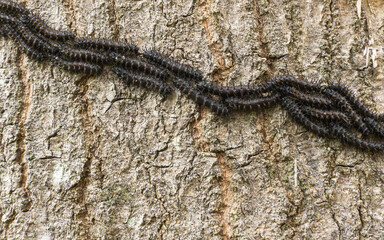 Processional Caterpillars in a row climbing an Oak tree in Southeastern USA.